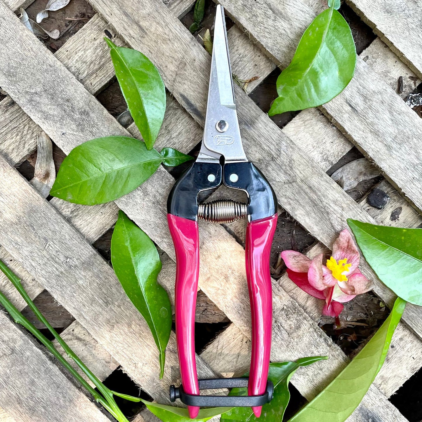 Tijera Cosecha | Raleo - 190-V