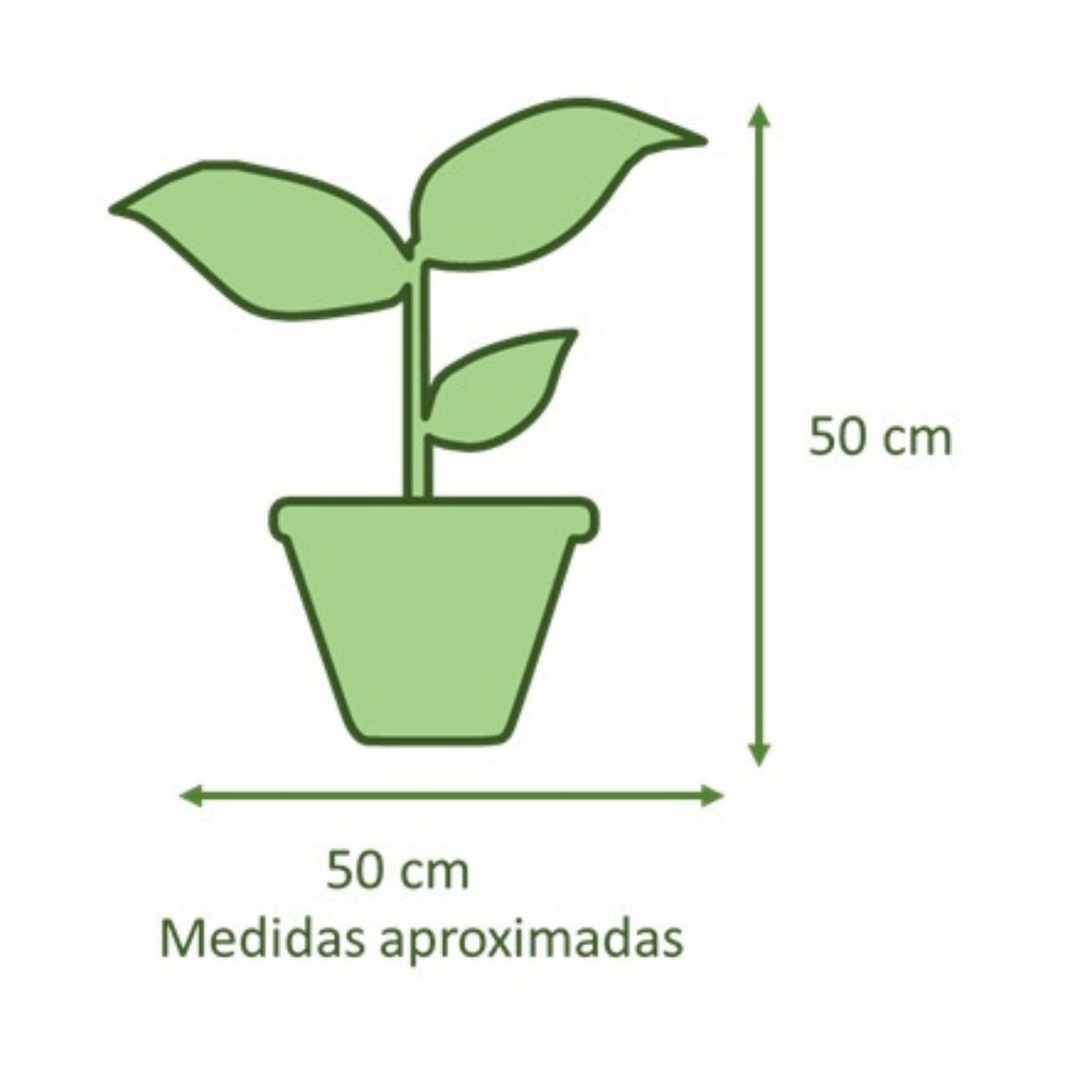Aralia Japonica VegoTerra Con Maceta Creta 25cm Morena