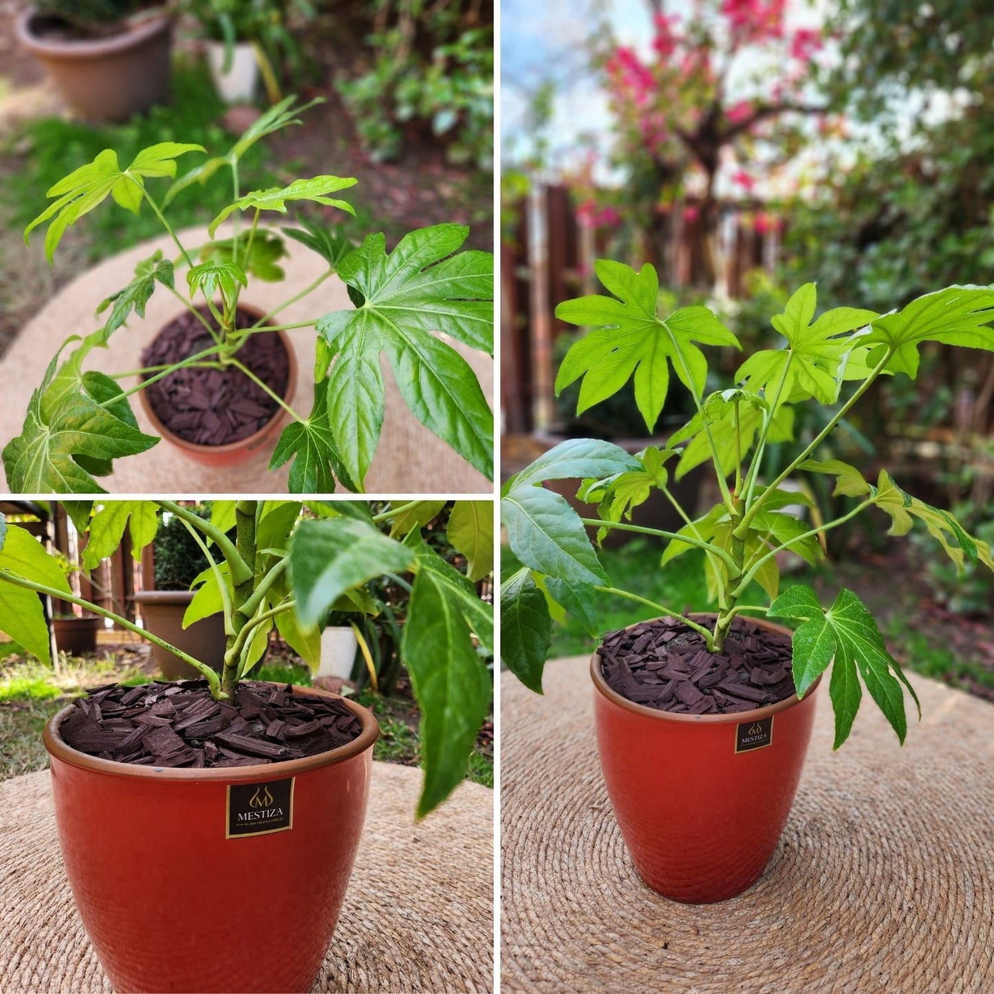 Aralia Japonica VegoTerra con Maceta Zafiro 24cm Roja