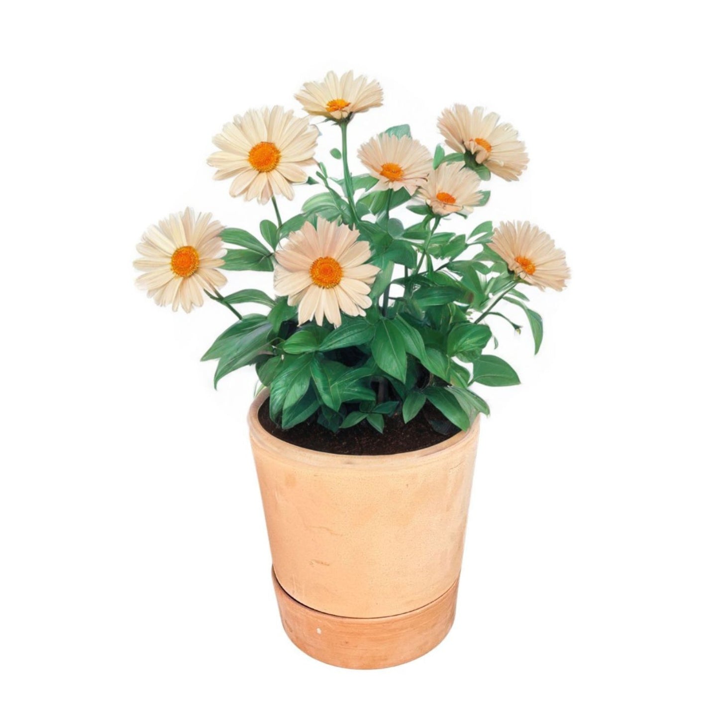 Maceta Autoriego Modula 25cm