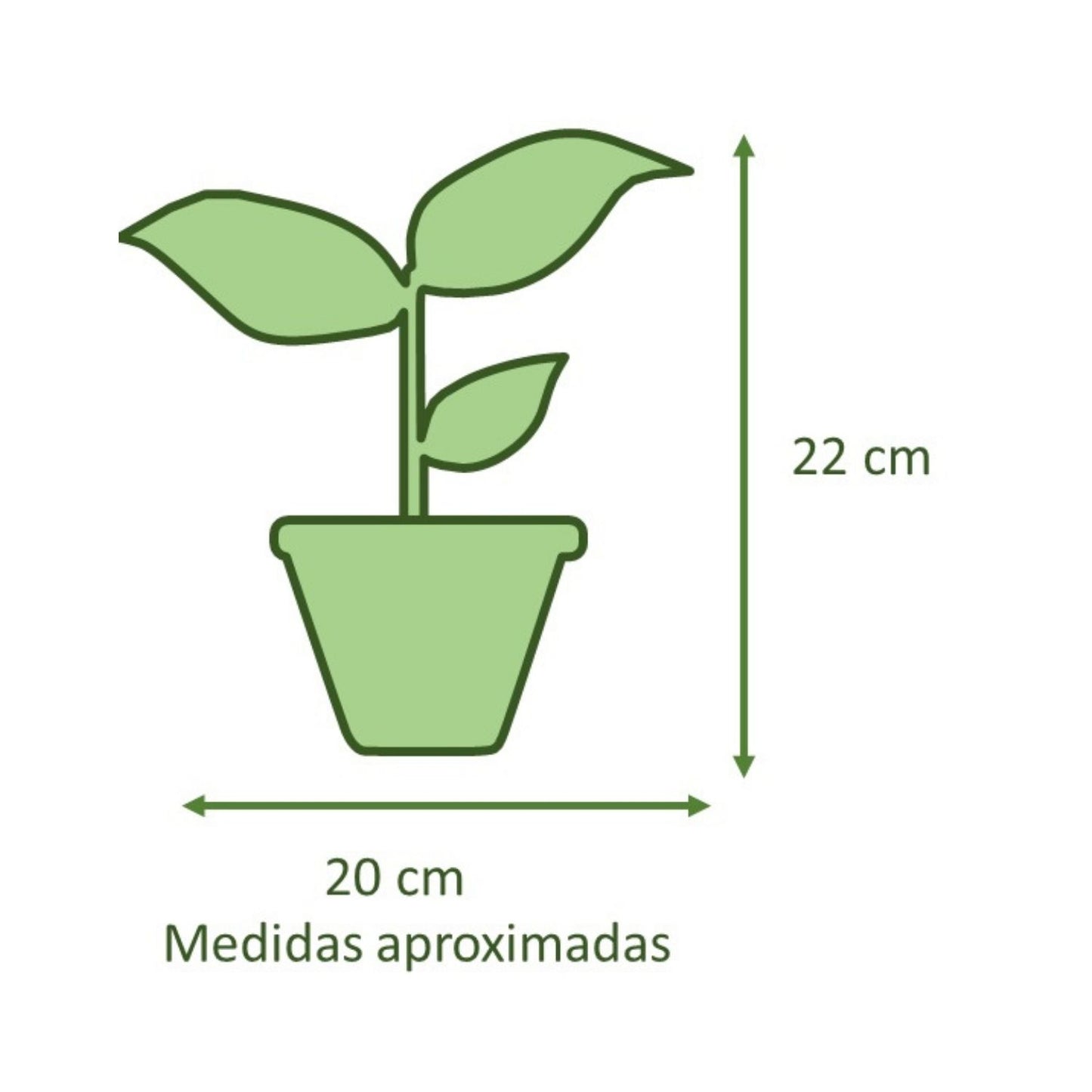 Peperomia Cucharita Macetero Cemento Cilíndrica 10cm
