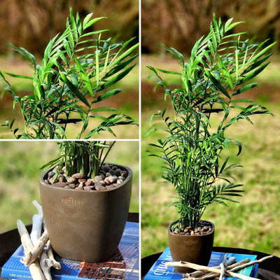 Chamadorea con Macetero Cemento Cuadrado 13cm