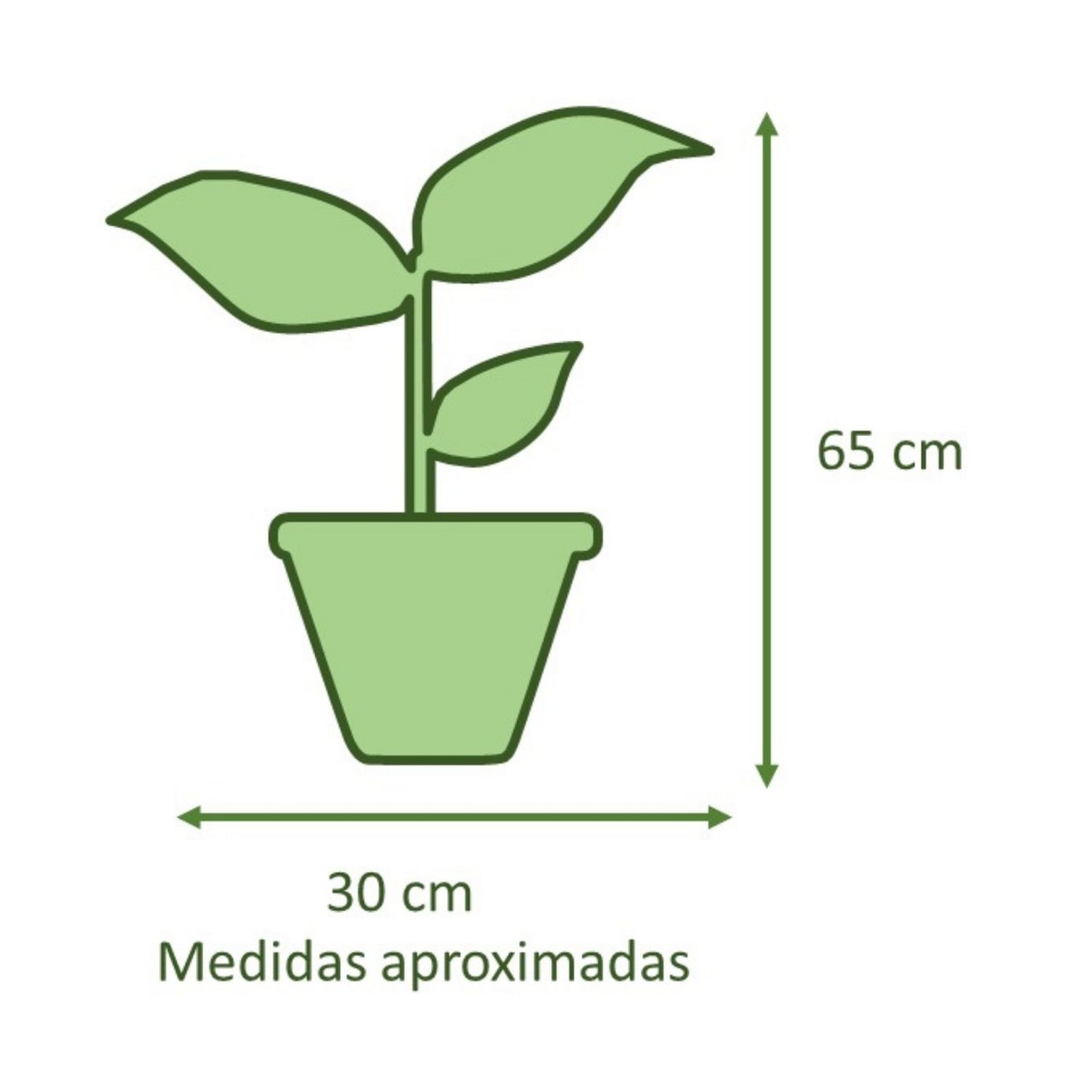 Chamadorea con Macetero Cemento Cuadrado 13cm