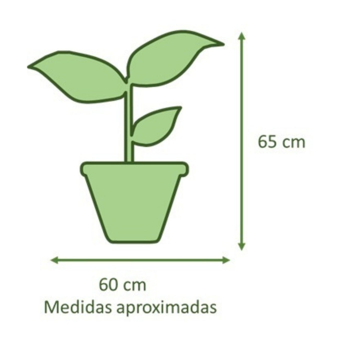 Chamadorea con Maceta Zafiro 14cm Negro Reactivo