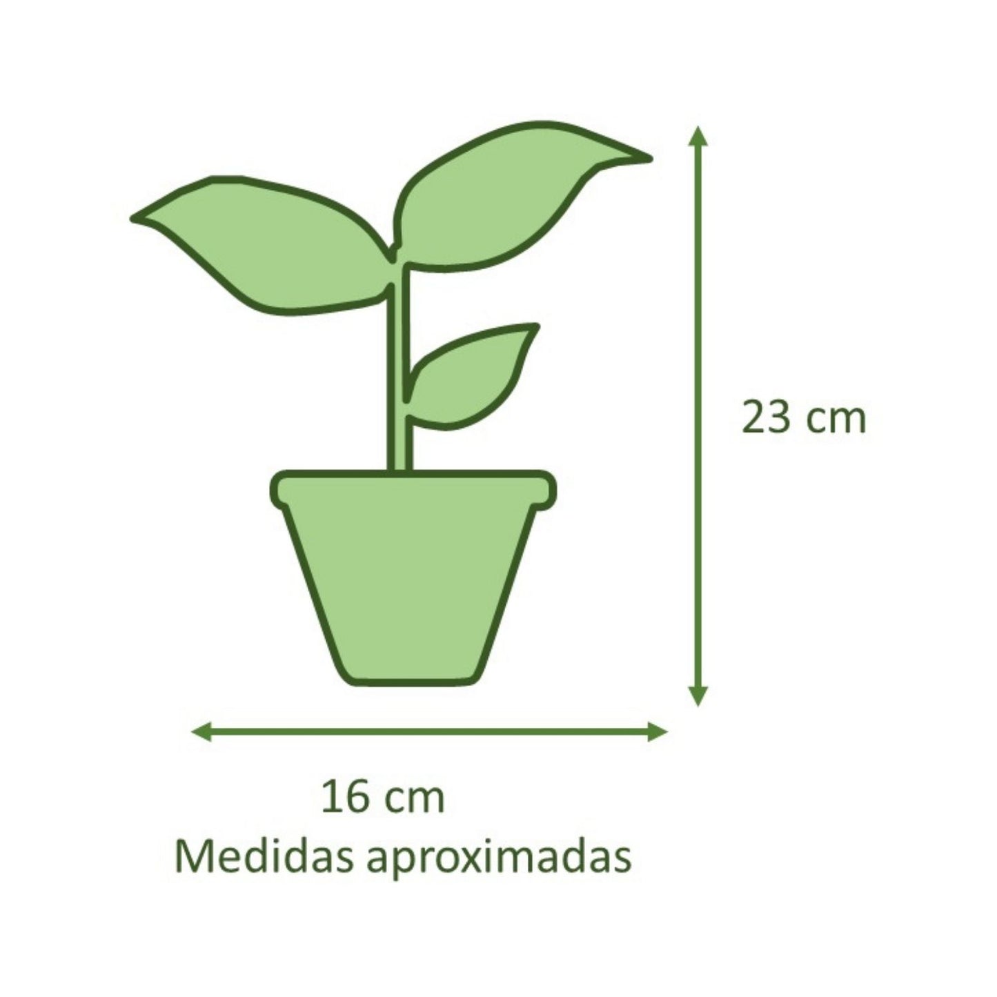 Peperomia Cucharita Macetero Zafiro 14cm Azul