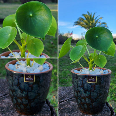 Peperomia Cucharita Macetero Zafiro 14cm Negro Reactivo