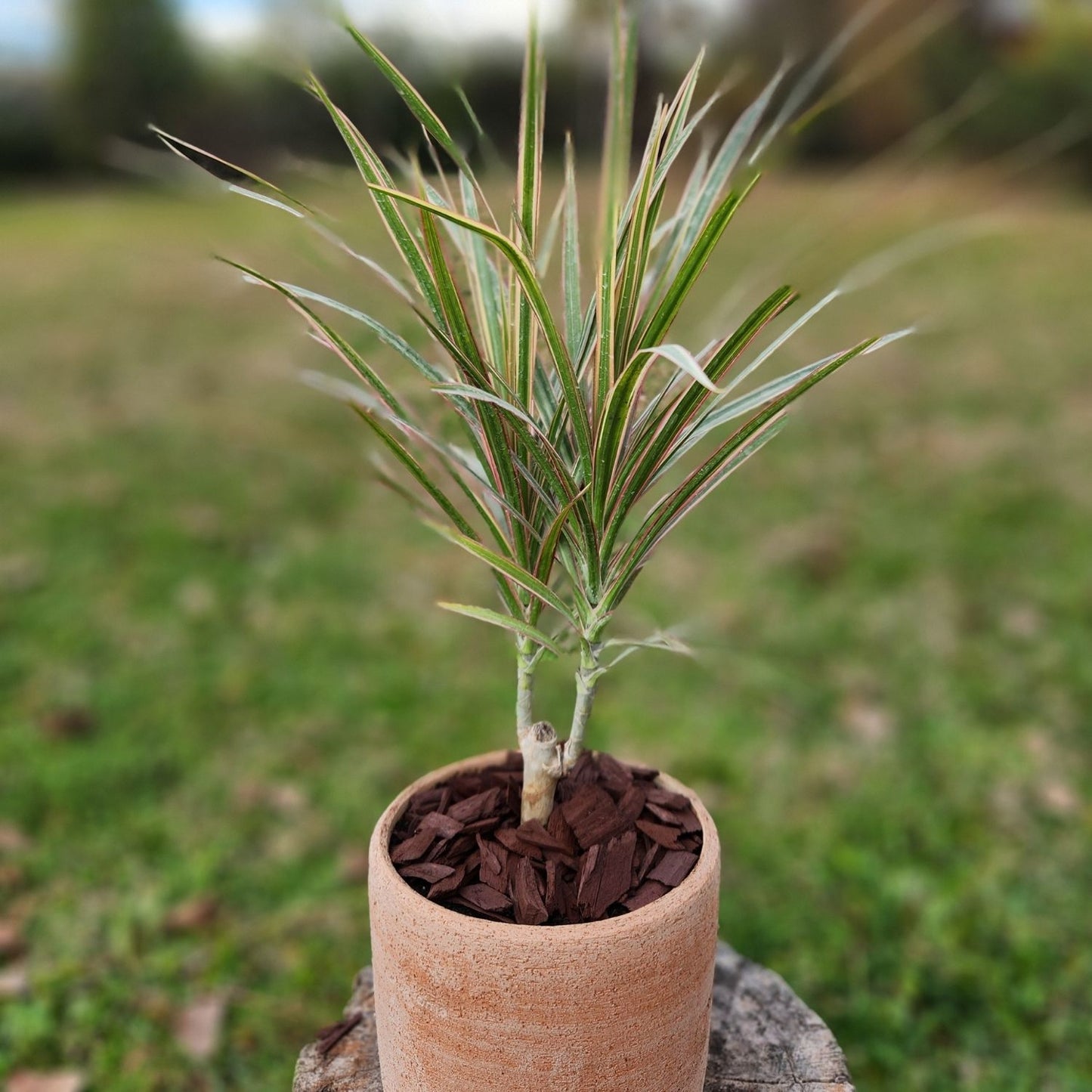 Dracena Marginata con Maceta Luna 15 cm