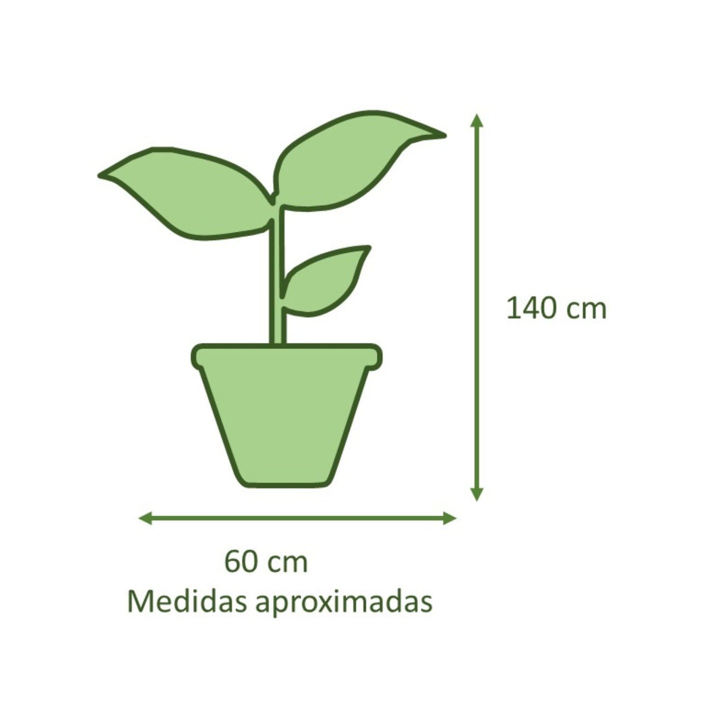 Ficus Benjamina Trenzado Macetero Rotomoldeado 33 cm Arena