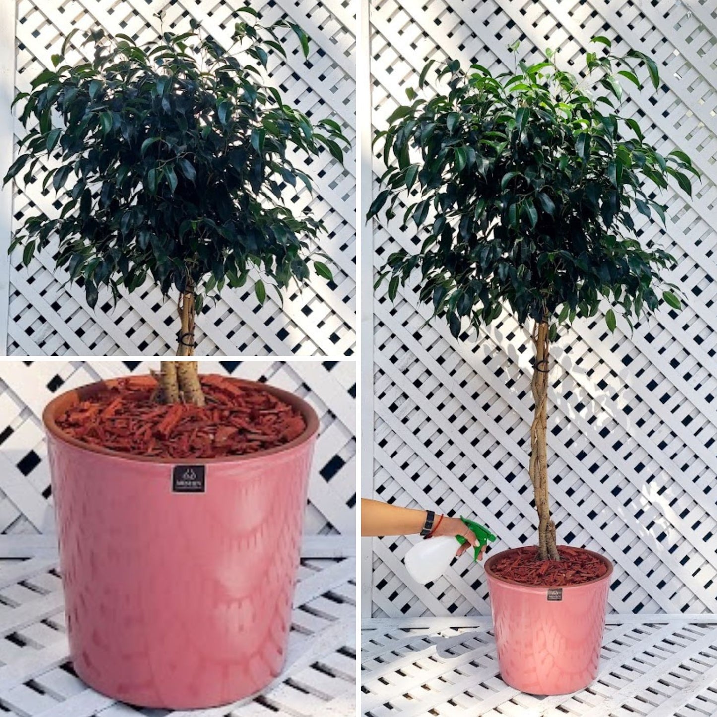 Ficus Benjamina Trenzado Macetero Zaia 32cm Rosa