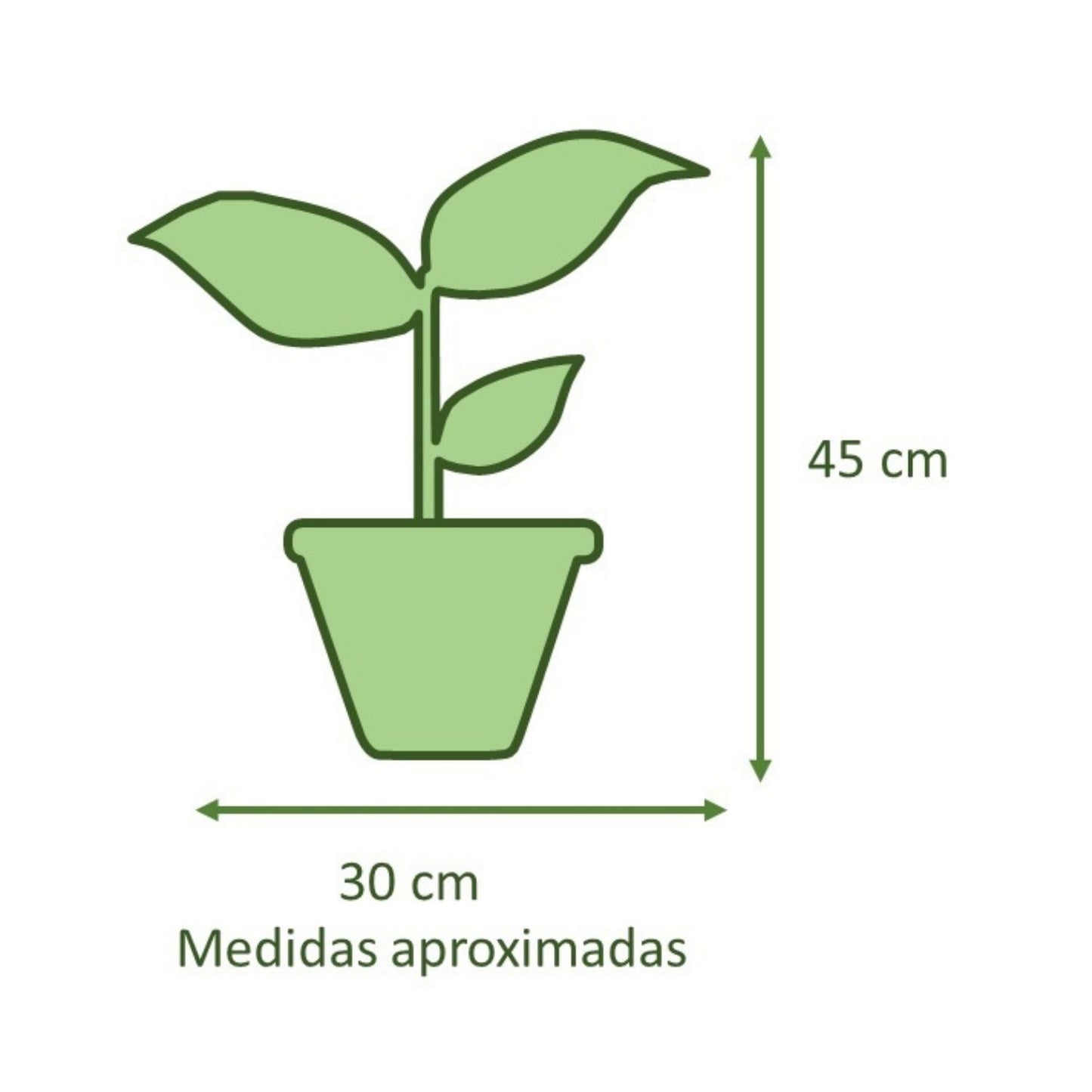 Ficus Lyrata Macetero Zaia 20cm Texturado Blanco