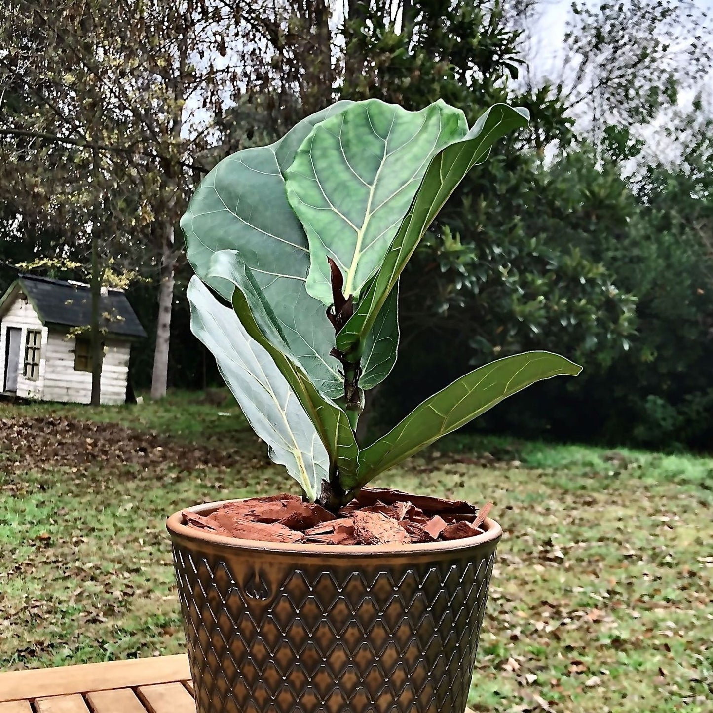 Ficus Lyrata Macetero Zaia 20cm Texturado Cobre