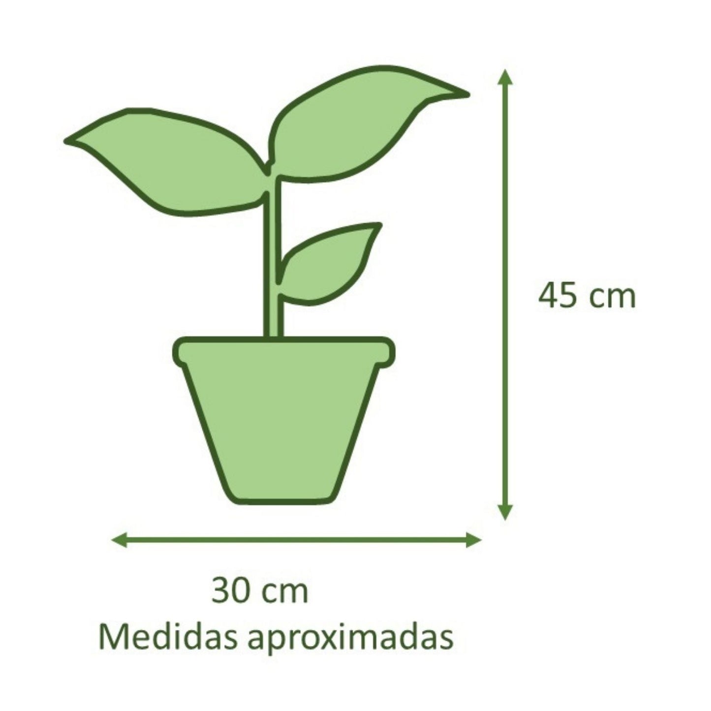 Ficus Lyrata Macetero Zaia 20cm Texturado Verde Agua