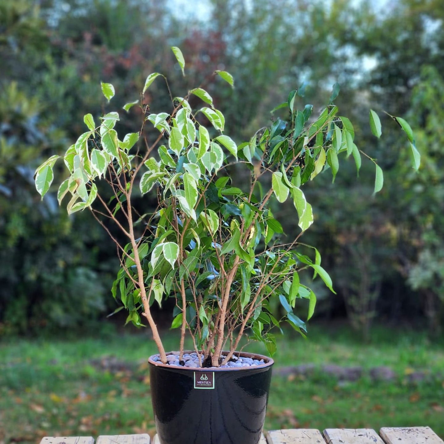 Ficus Mixto Benjamina Macetero Zafiro 24cm Negro