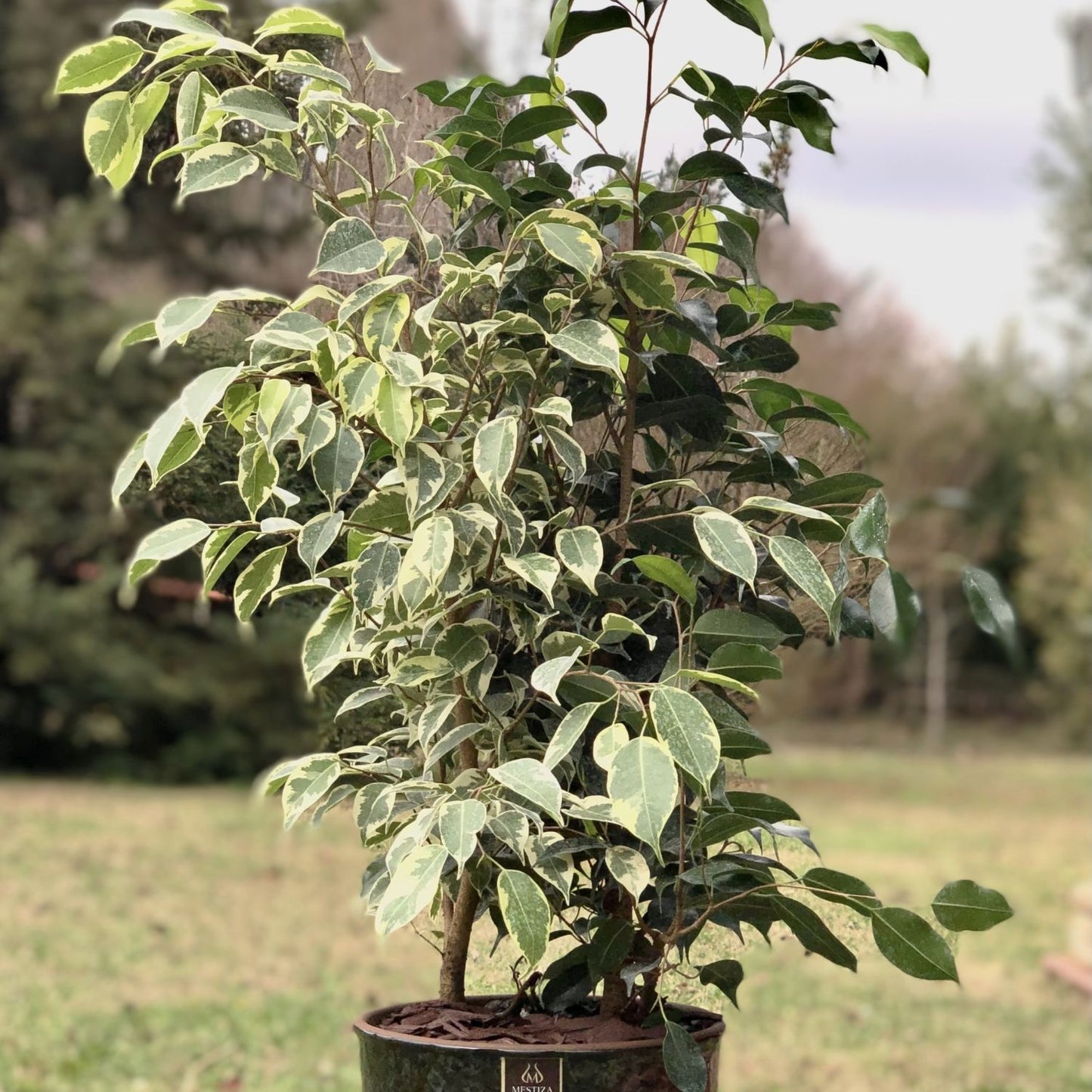Ficus Benjamina Mixto Macetero Zafiro 24cm Negro Reactivo