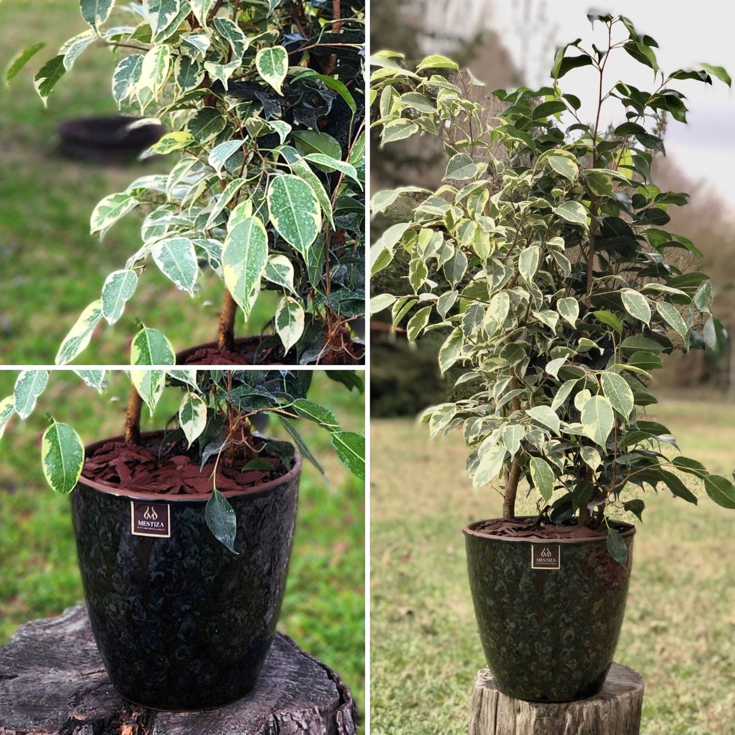 Ficus Benjamina Mixto Macetero Zafiro 24cm Negro Reactivo