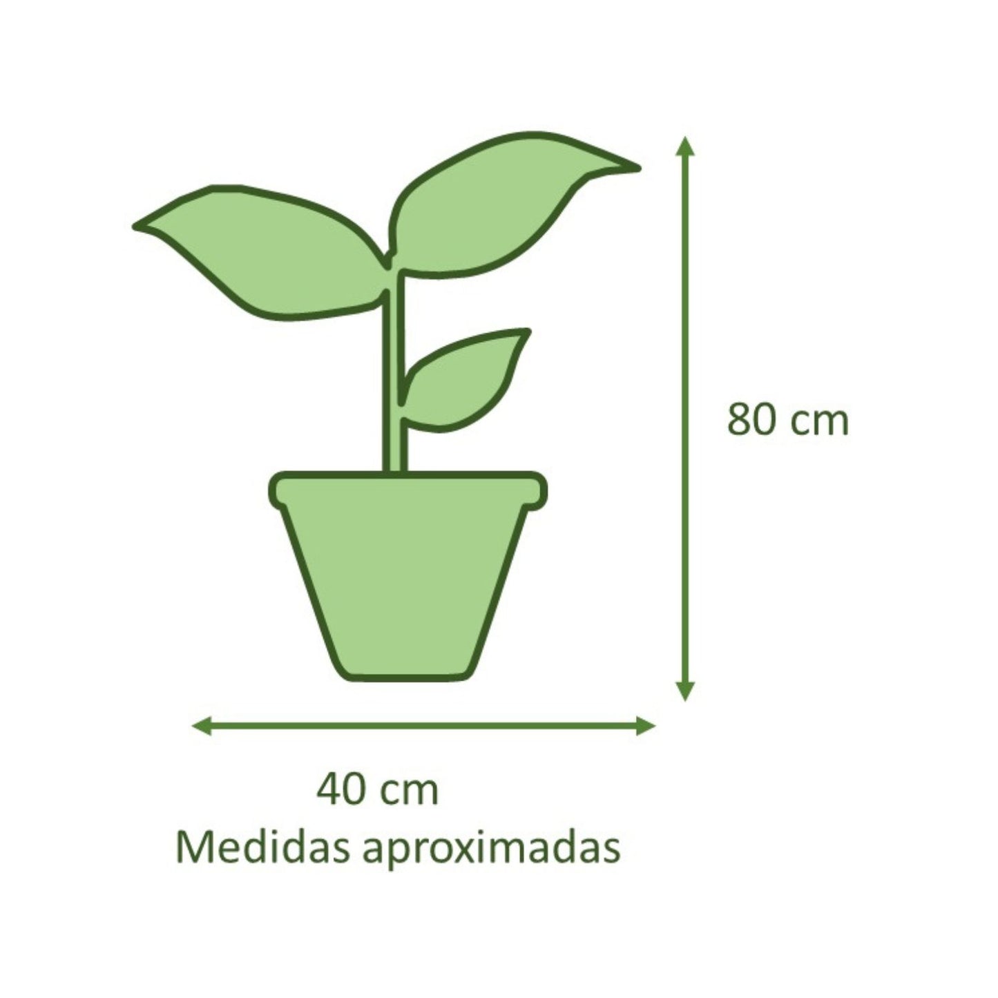 Ficus Benjamina Mixto Macetero Zafiro 24cm Negro Reactivo