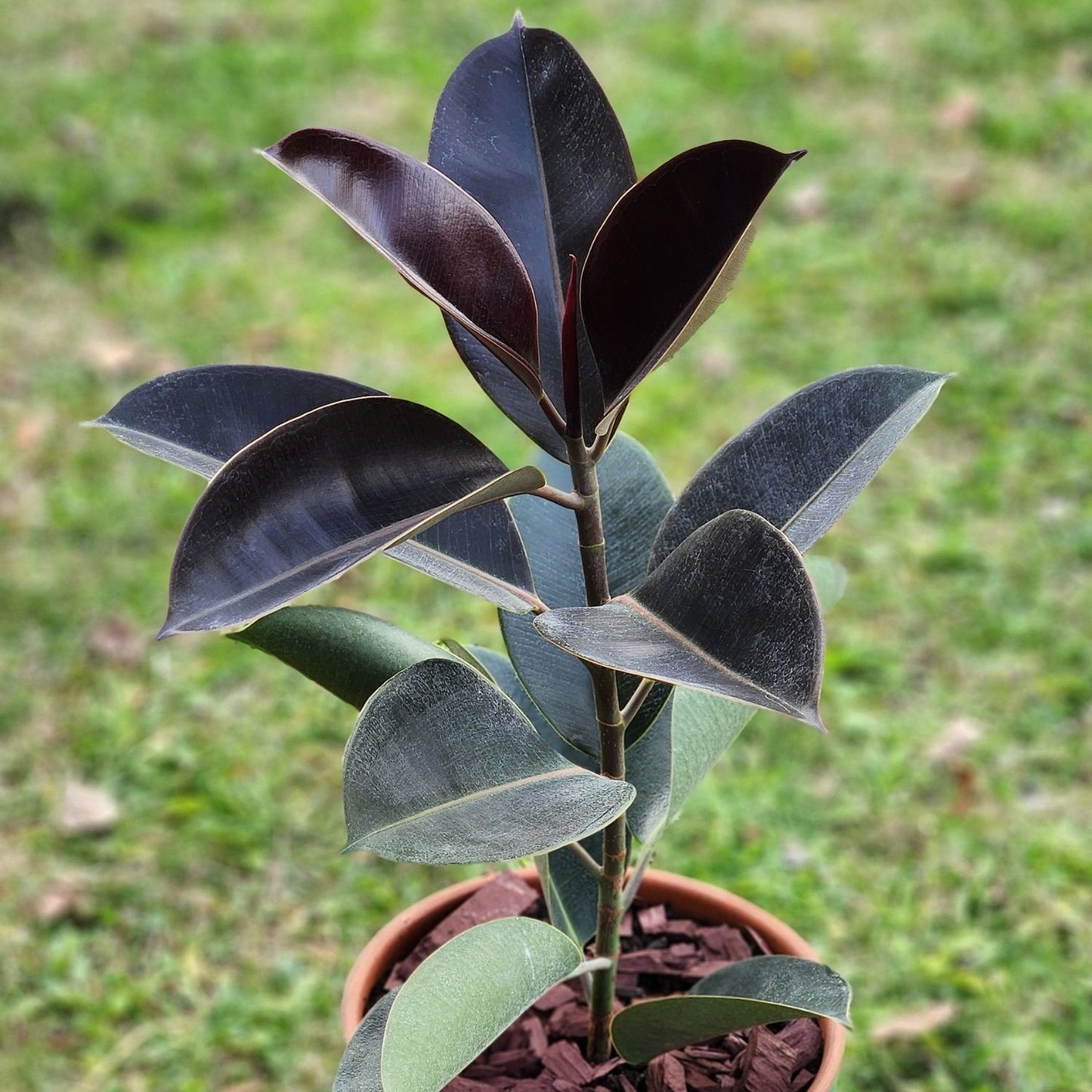Gomero Burgundi con Maceta Kony 24cm Verde