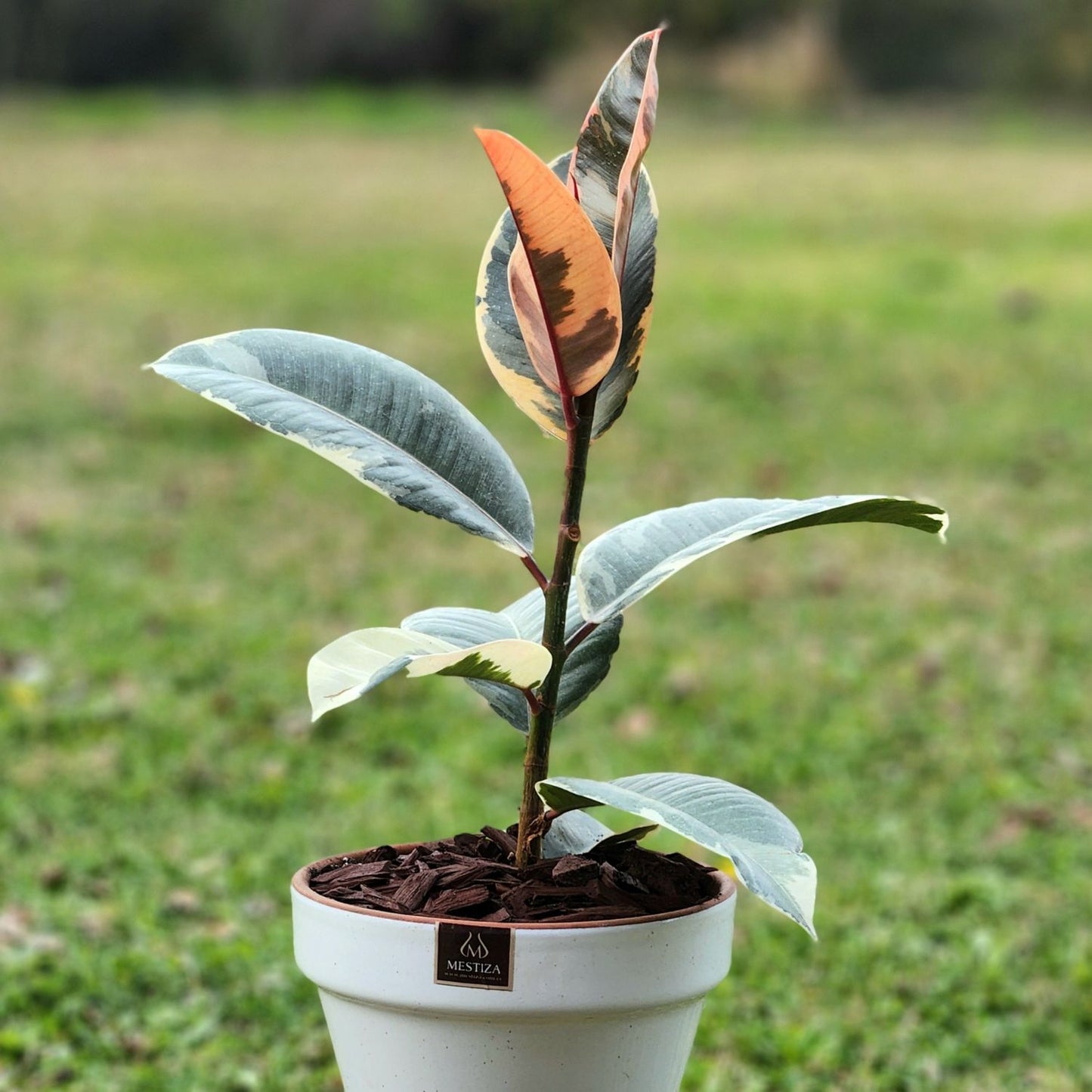 Gomero Tineke Macetero Kony 19cm Blanco