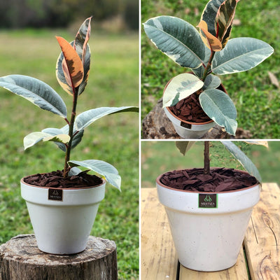 Gomero Tineke Macetero Kony 19cm Blanco