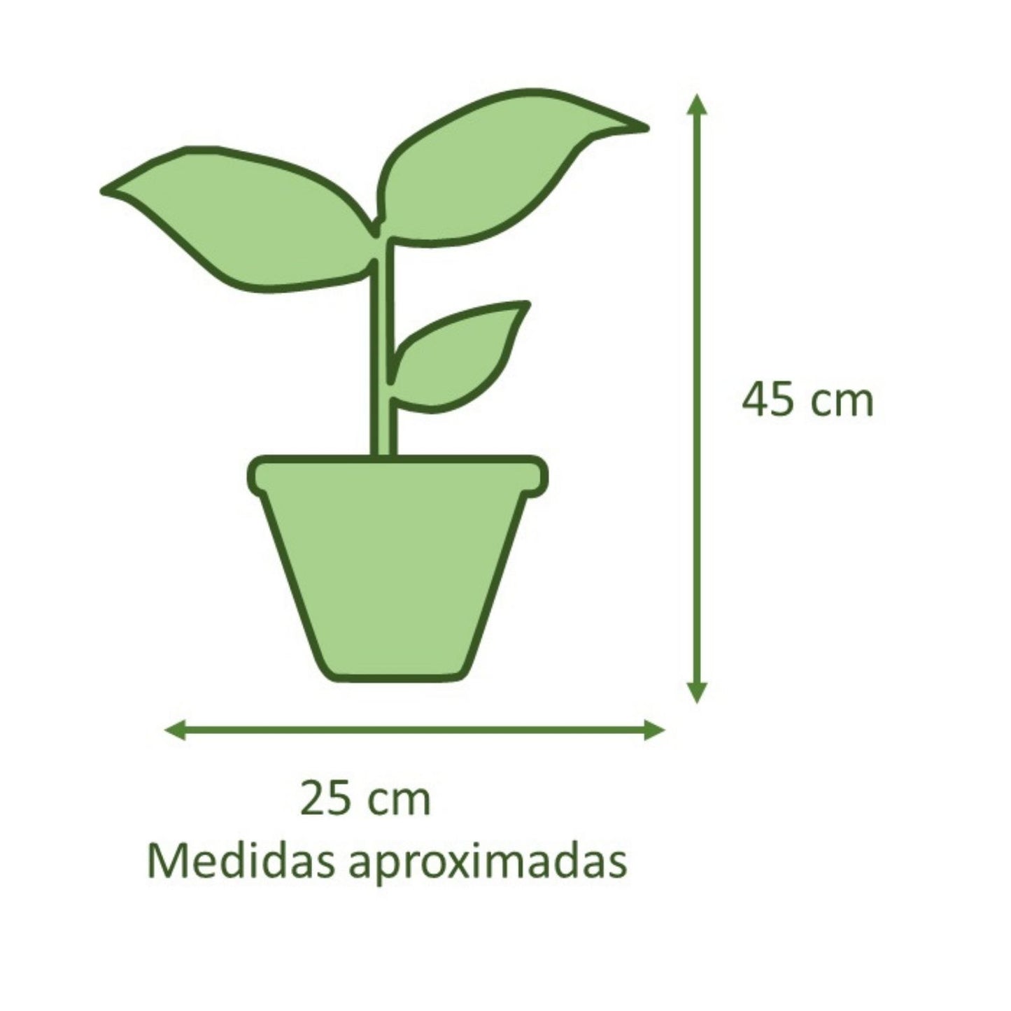 Gomero Tineke con Macetero Cemento Cilíndrico 14cm