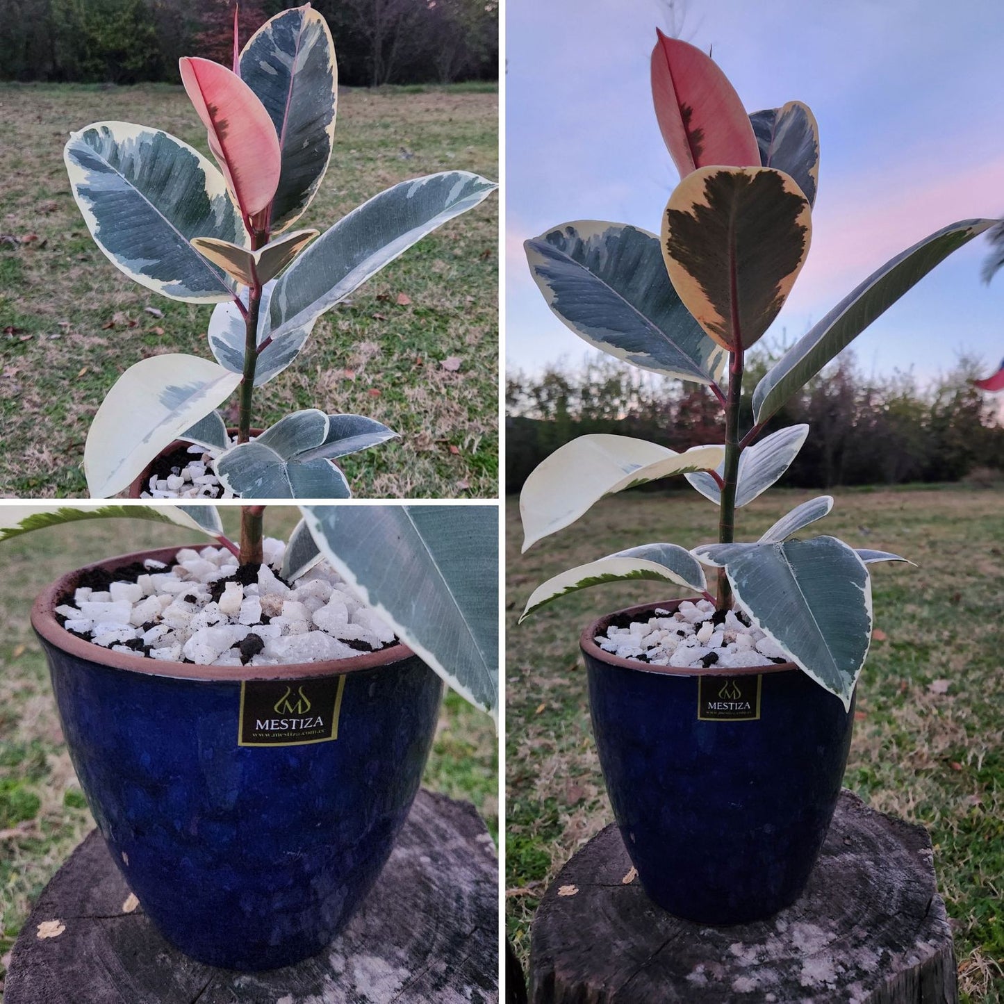 Gomero Tineke Macetero Zafiro 17cm Azul