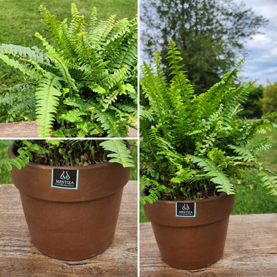 Helecho Boston con Maceta Greta 18cm Morena