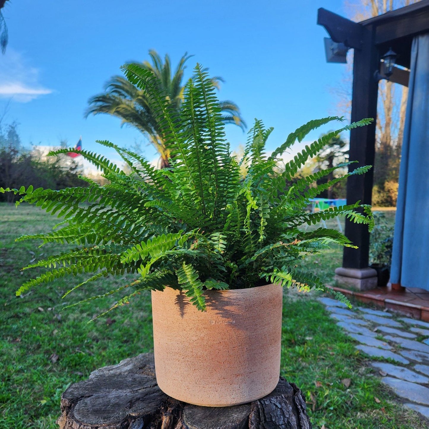 Helecho Macetero Luna 20cm
