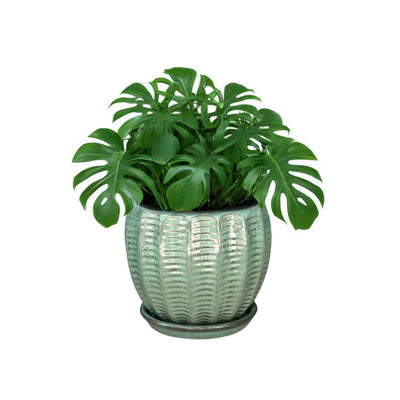 Macetero Hosse 37 con Plato