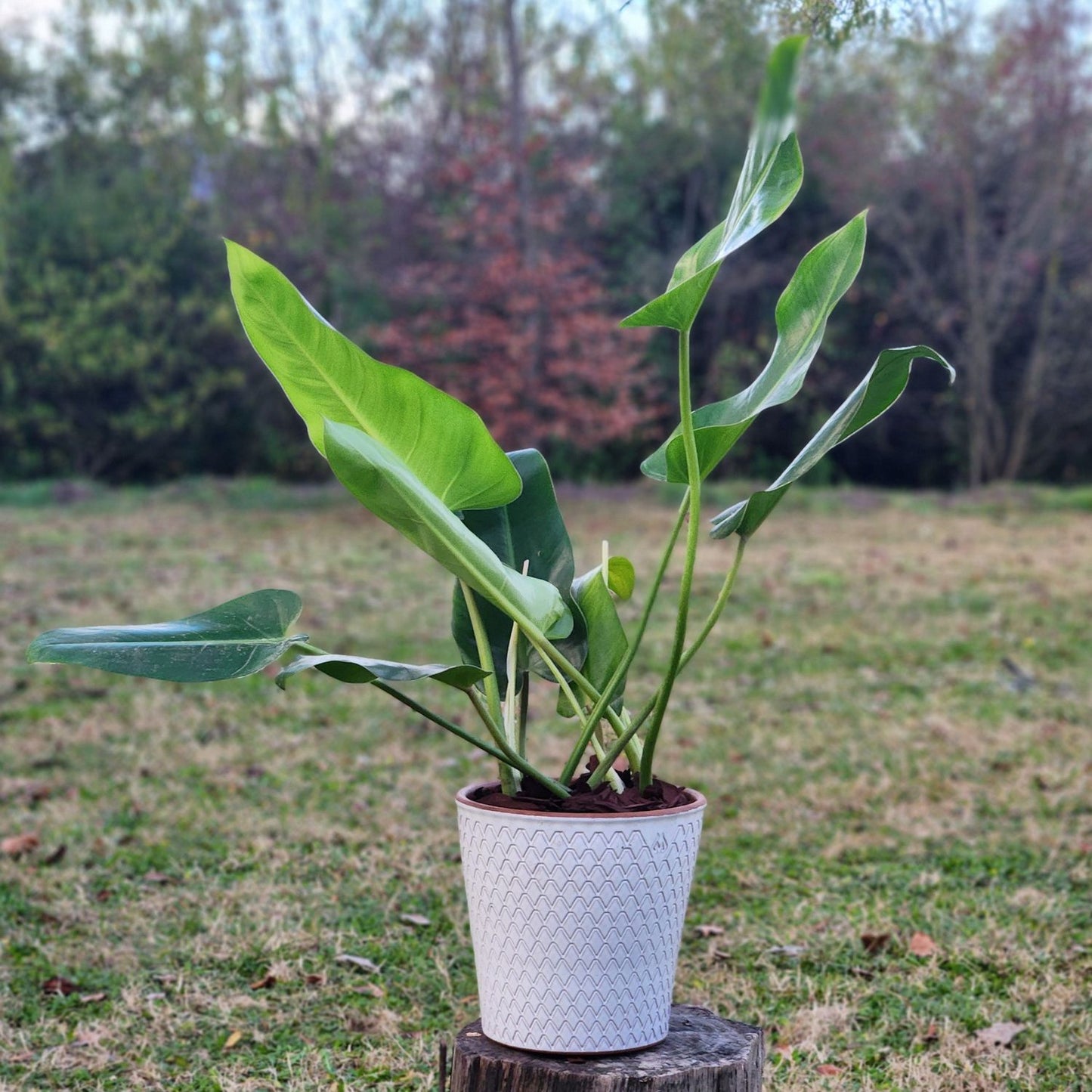 Philodendron Longifolio Macetero Zaia 20cm Texturado Blanco