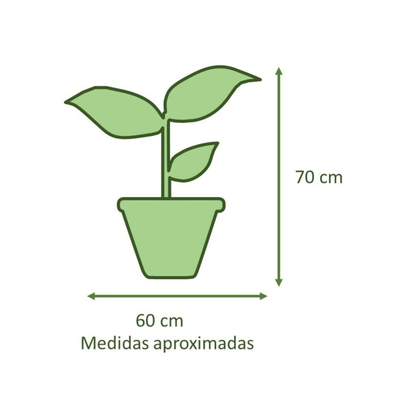 Philodendron Longifolio Macetero Zaia 20cm Texturado Blanco