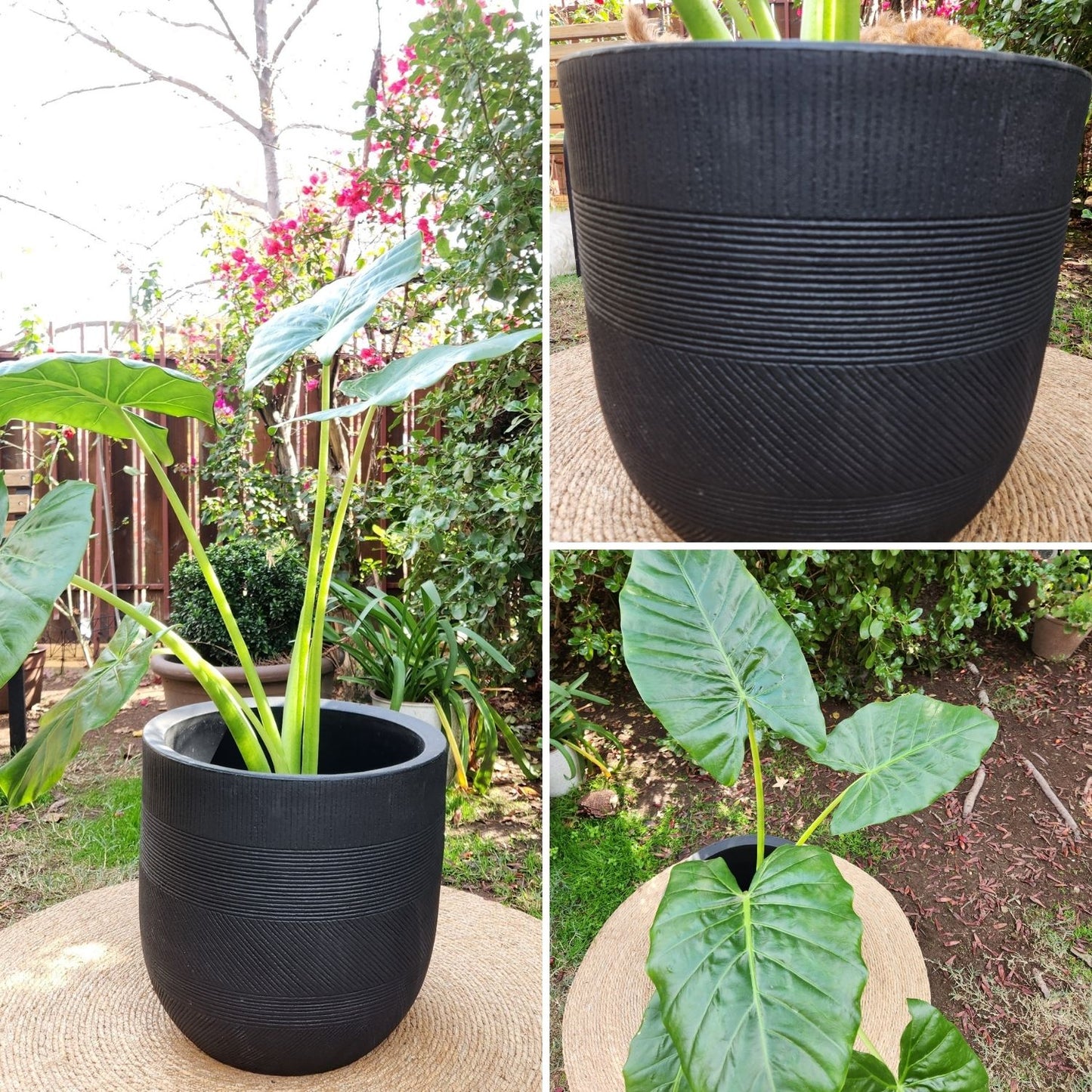 Manto De Eva con Maceta Rotomoldeado Nazca 40cm Negro