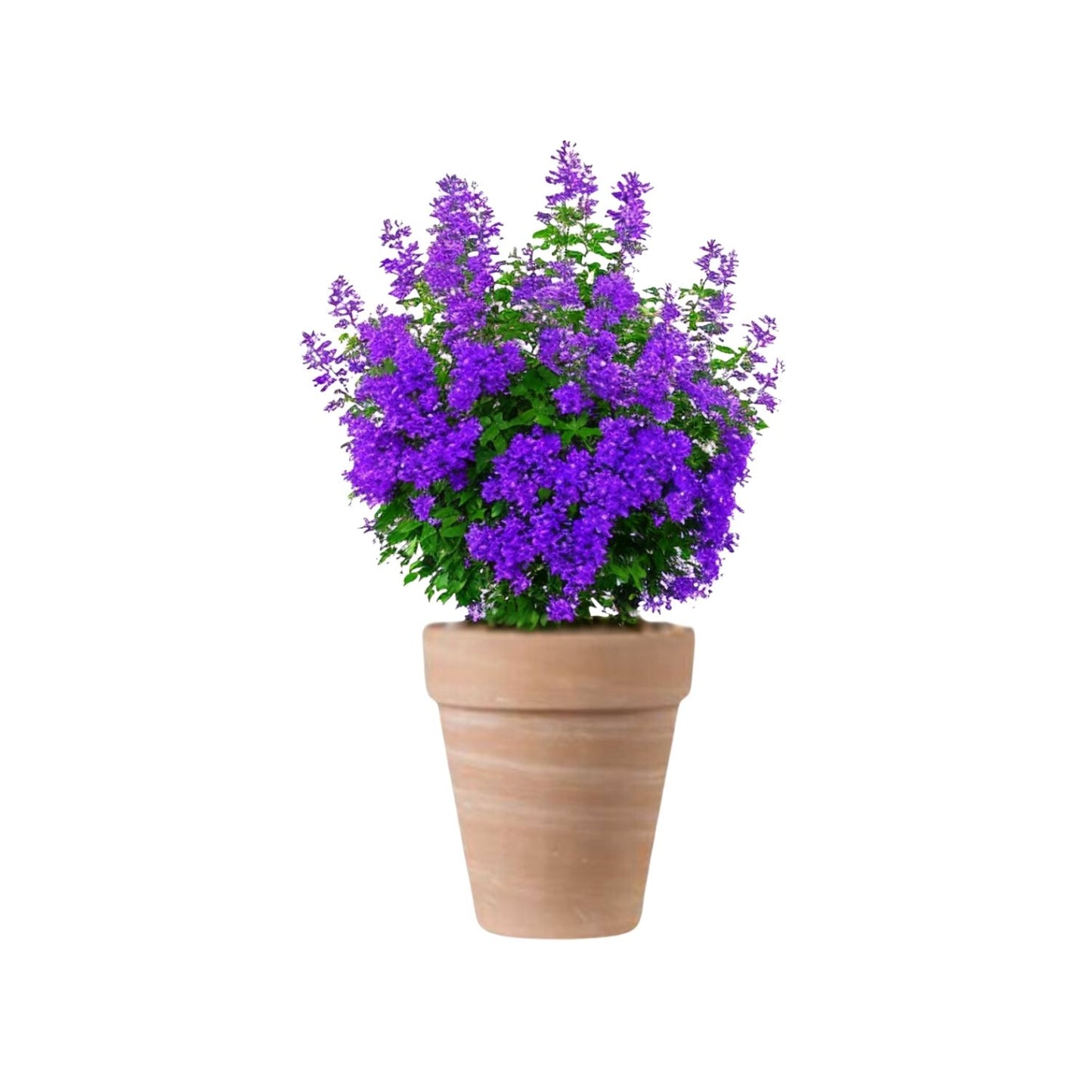 Macetero Alto Duo Terracota 24