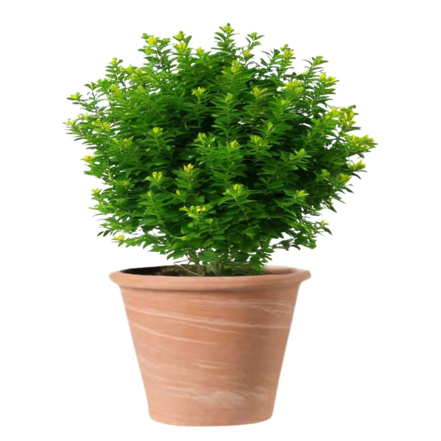Macetero Vasum Duo Terracota 37