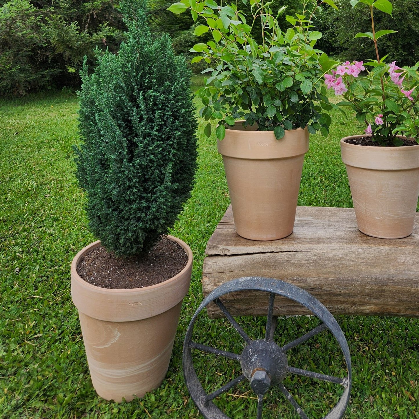 Pino Budy con Maceta Natural Duo 30cm