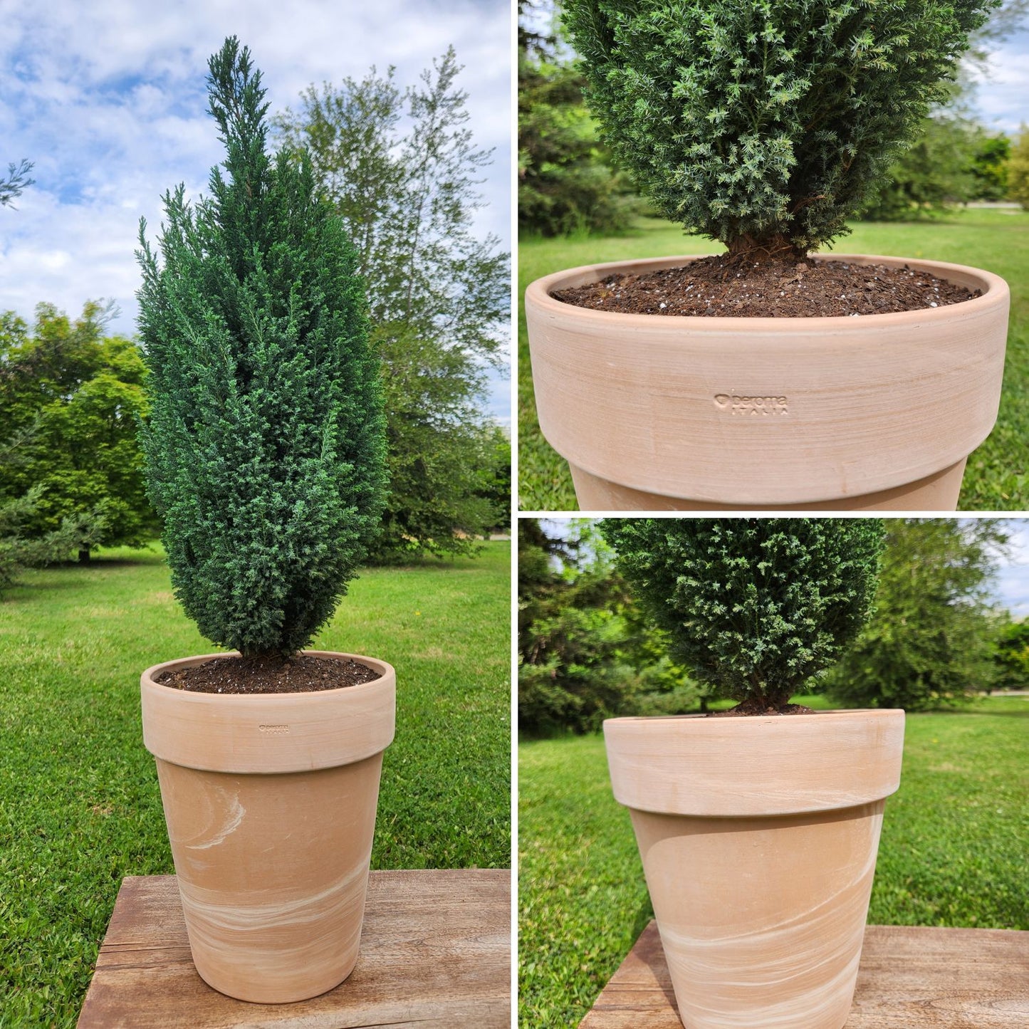 Pino Budy con Maceta Natural Duo 30cm