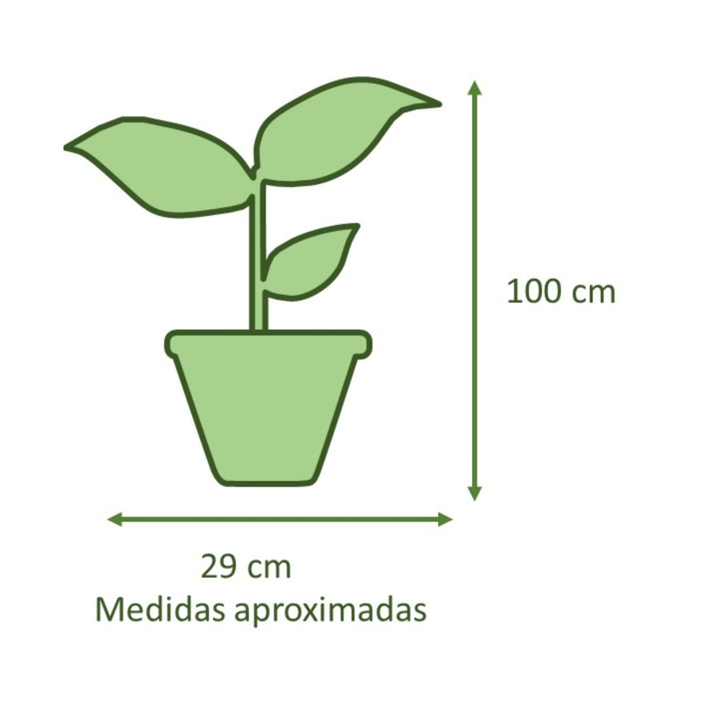 Pino Budy con Maceta Natural Duo 30cm