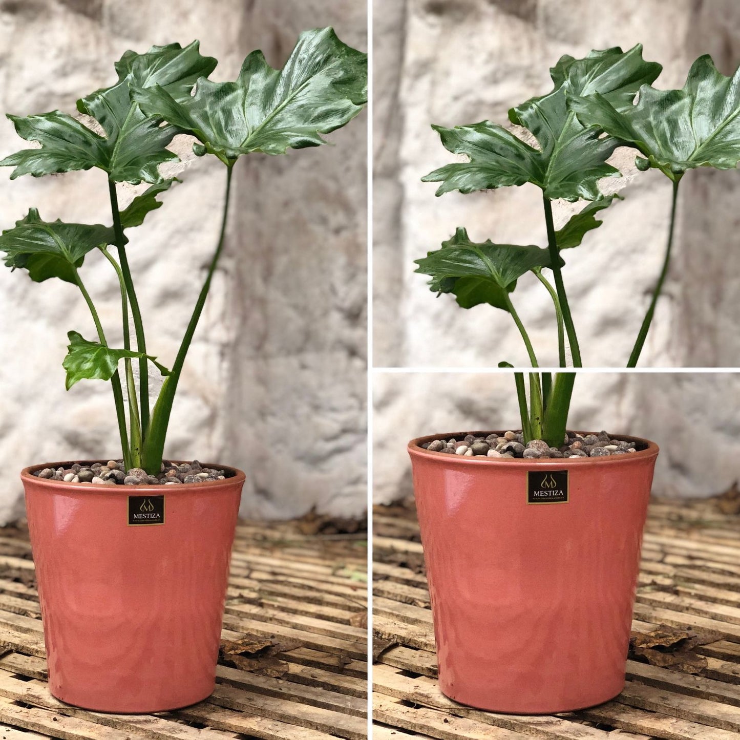 Philodendron Paraguayo Macetero Zaia 20cm Rosa