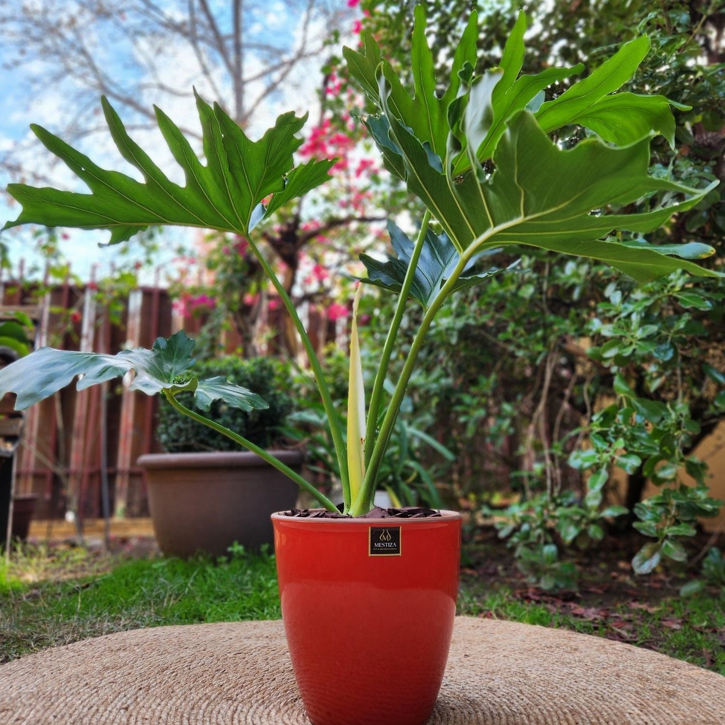 Philodendron Paraguayo con Maceta Zafiro 24cm Rojo