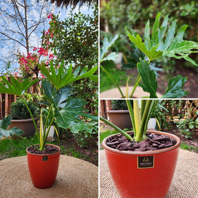 Philodendron Paraguayo con Maceta Zafiro 24cm Rojo