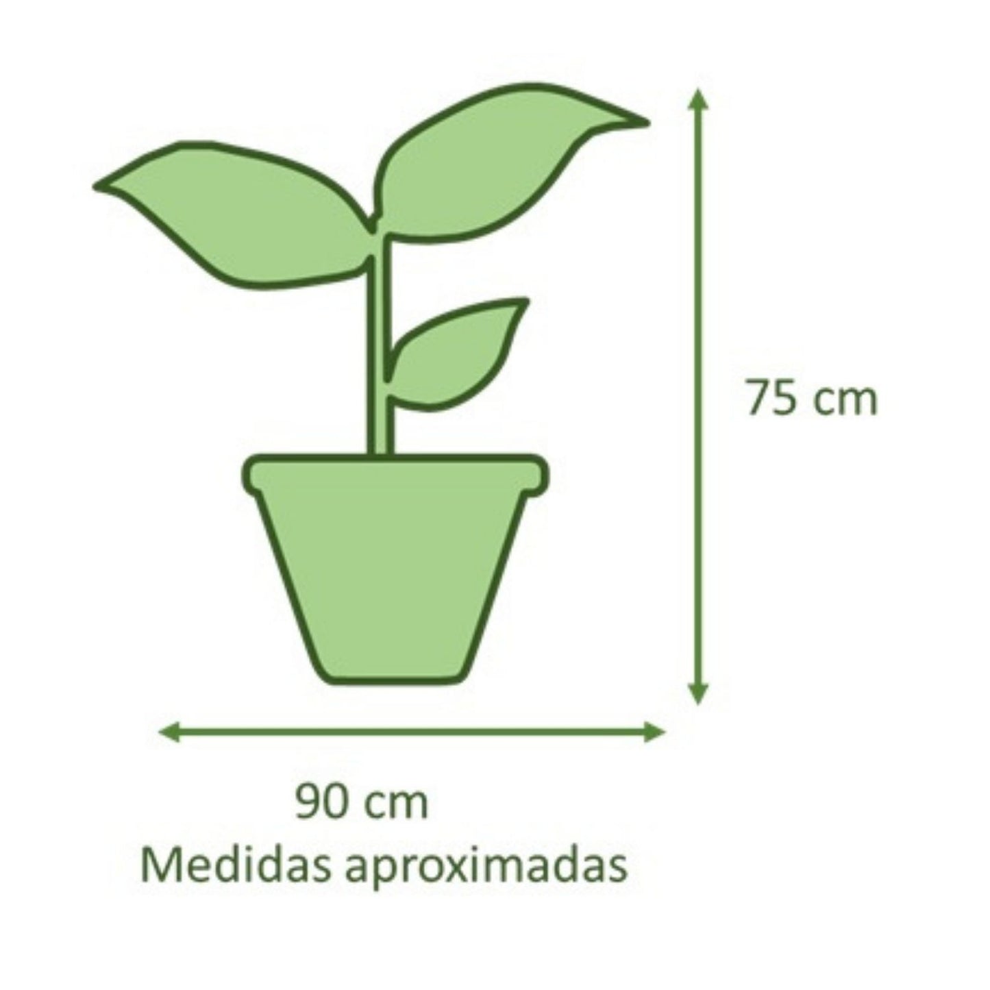 Philodendron Paraguayo con Maceta Zafiro 24cm Rojo