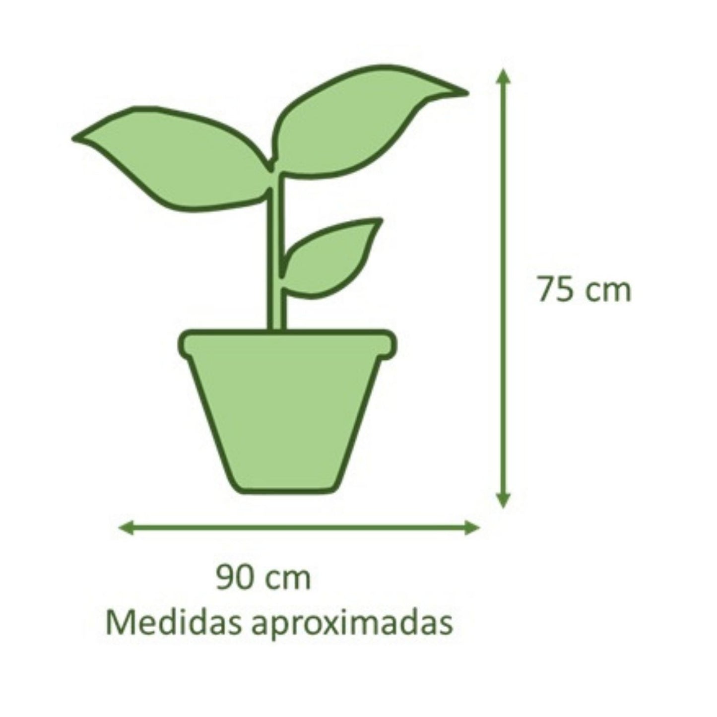 Philodendron Paraguayo con Maceta Zafiro 24cm Verde Agua