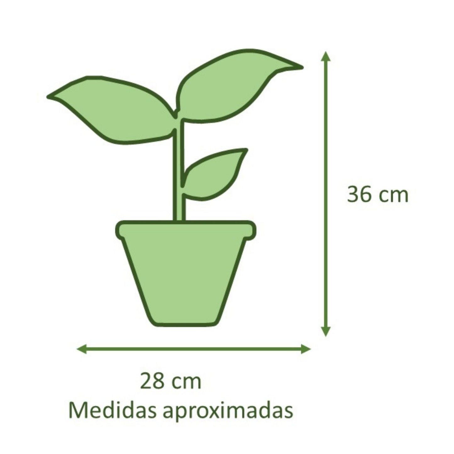 Spathiphyllum Macetero Arcilla Luna 15cm