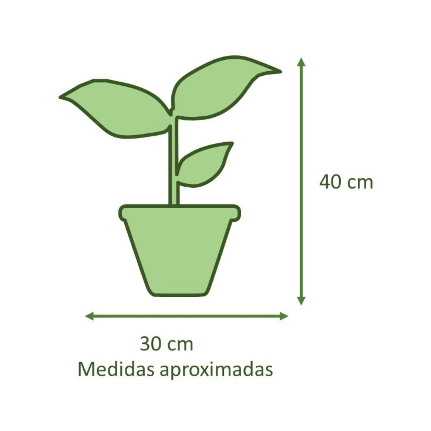 Spathiphyllum Macetero Cemento Cuadrada 16cm
