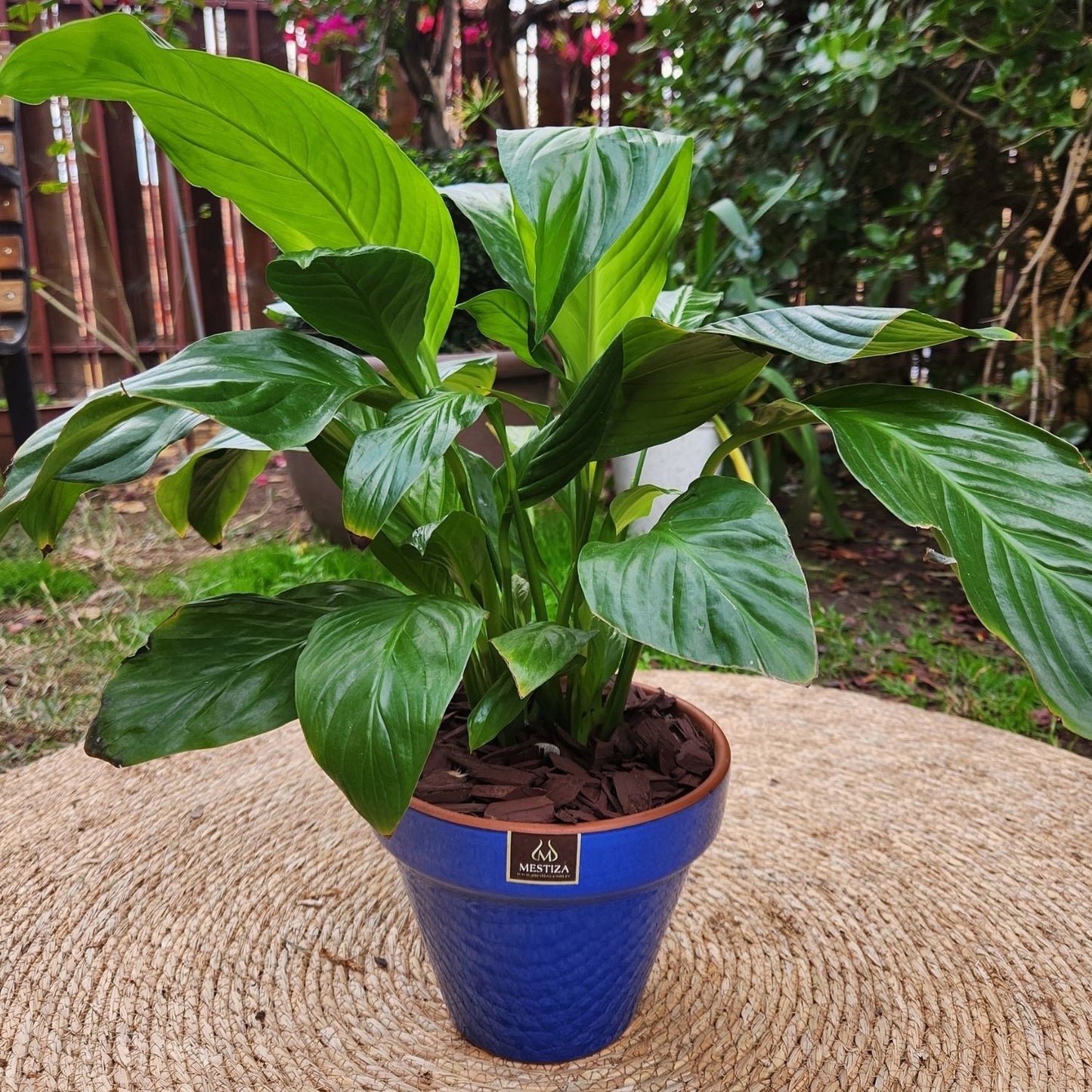 Spathiphyllum VegoTerra con Maceta Kony 19cm Azul