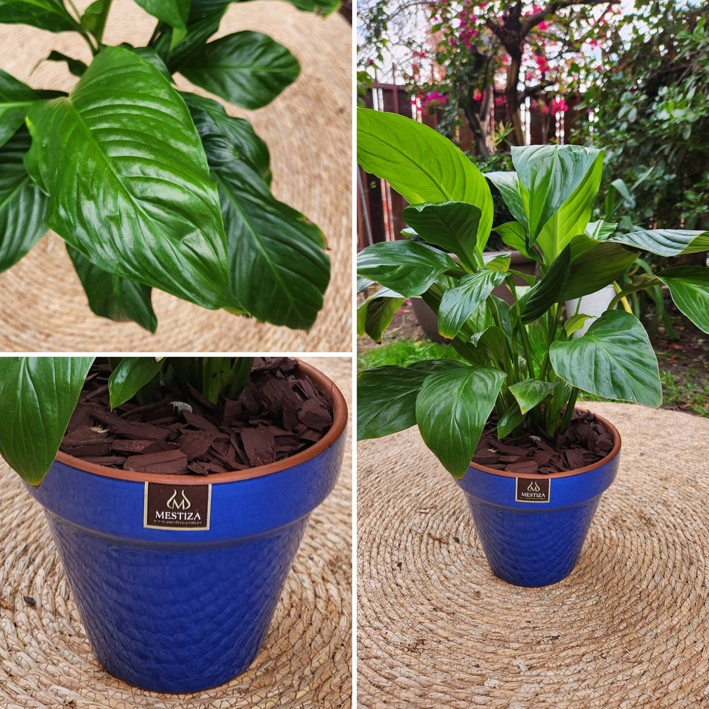Spathiphyllum VegoTerra con Maceta Kony 19cm Azul