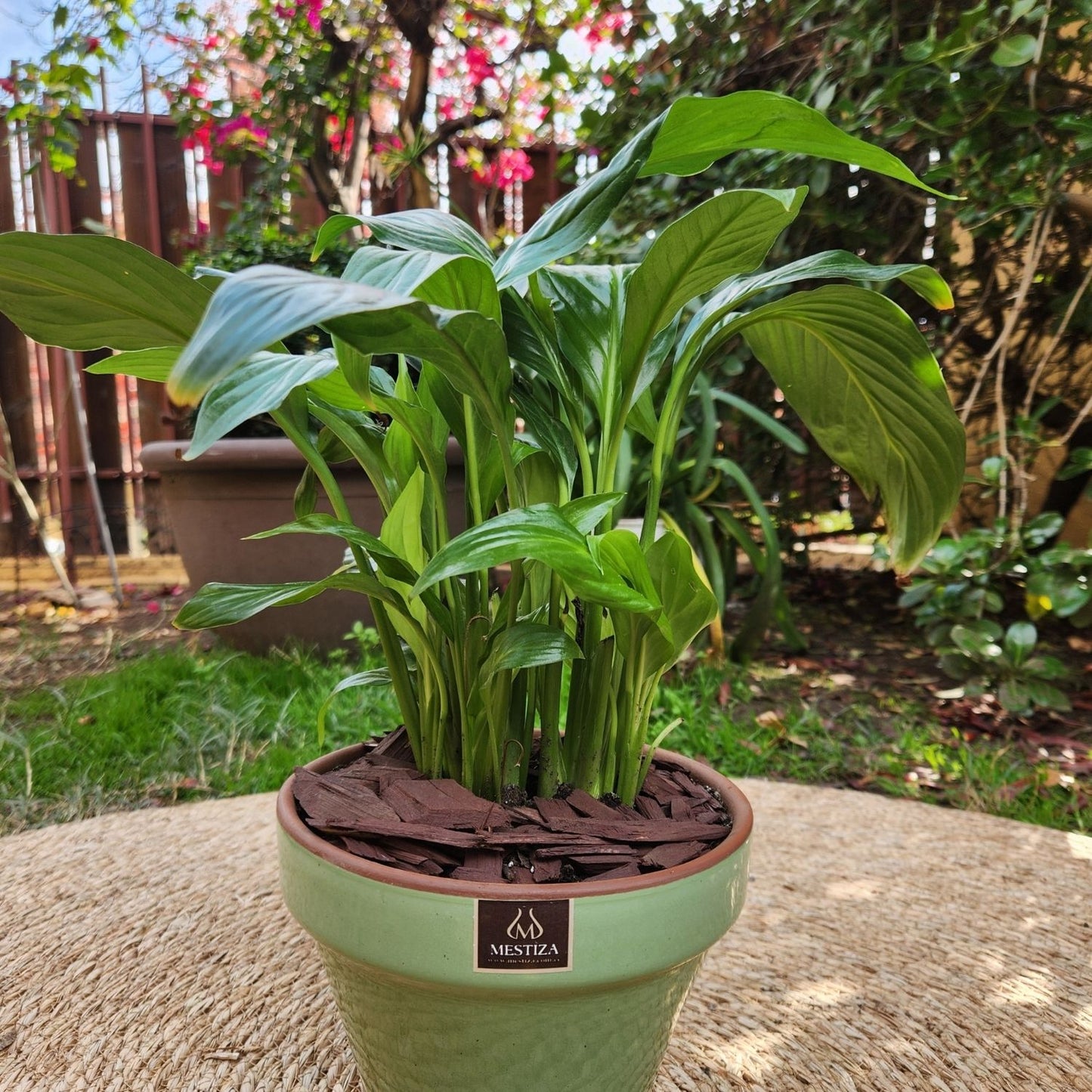 Spathiphyllum VegoTerra con Maceta Kony 19cm Verde