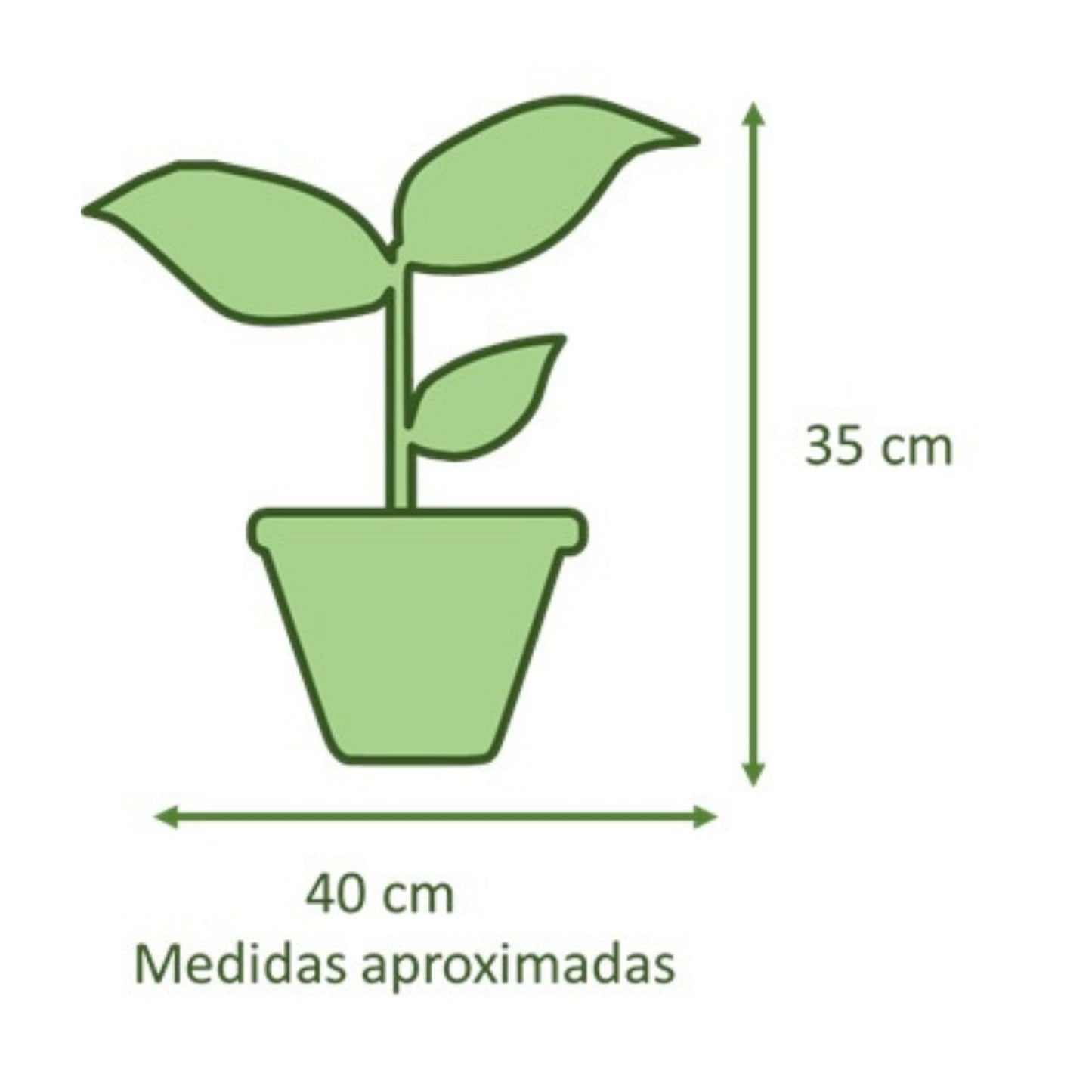 Spathiphyllum VegoTerra con Maceta Kony 19cm Verde