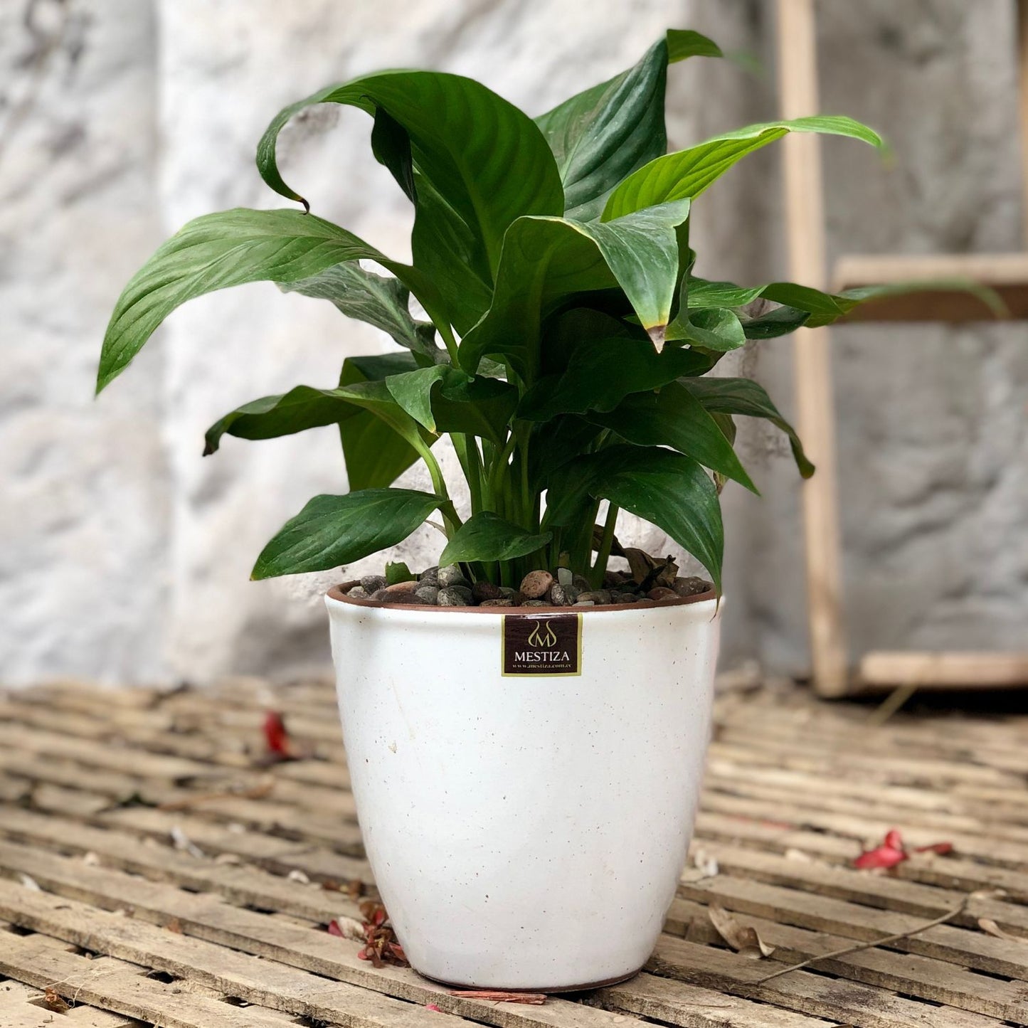 Spathiphyllum Macetero Zafiro 17cm Blanco