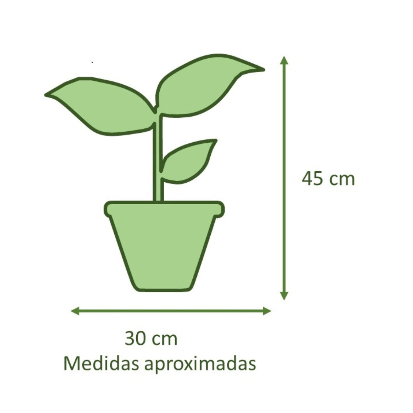 Spathiphyllum Macetero Zafiro 17cm Negro