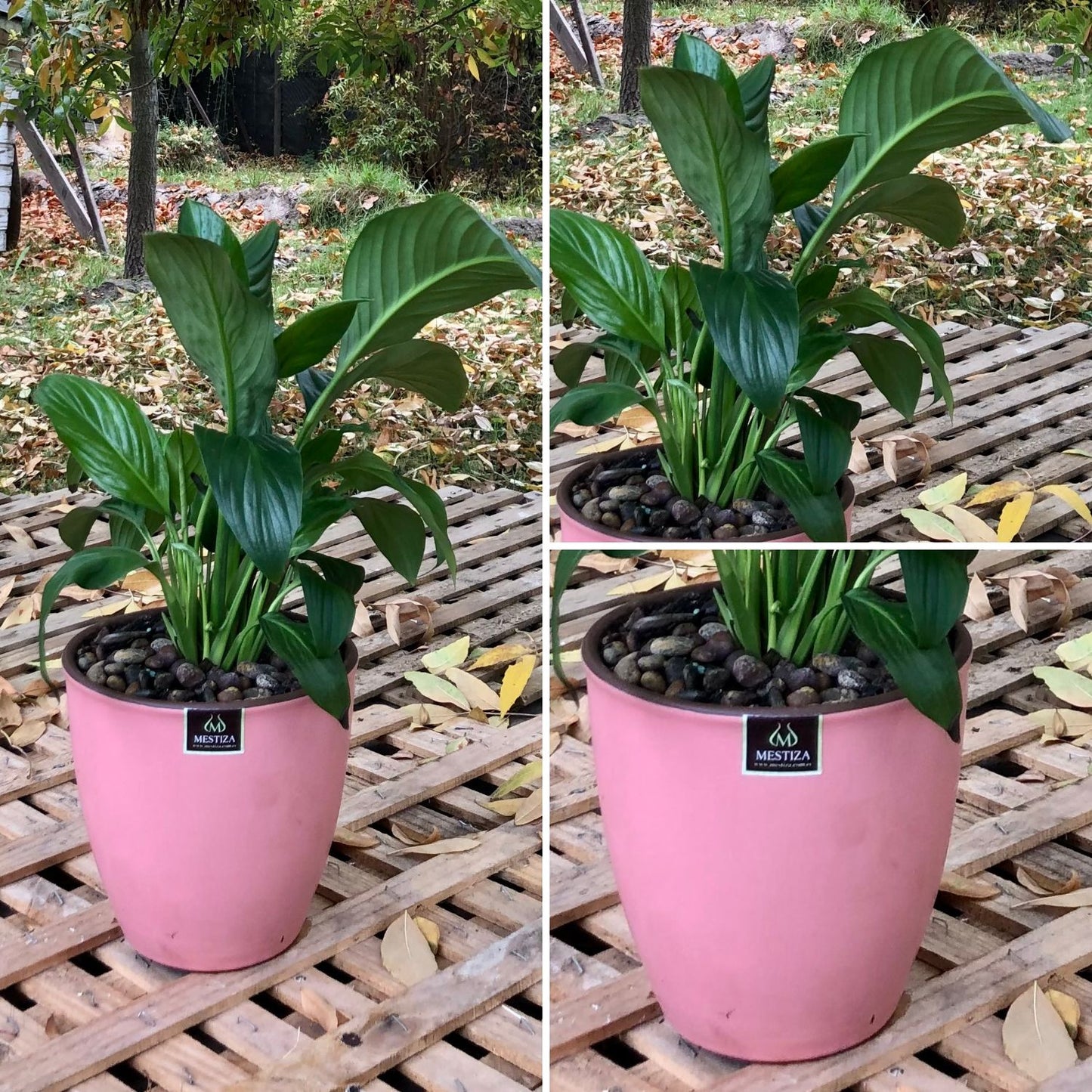 Spathiphyllum Macetero Zafiro 17cm Rosa